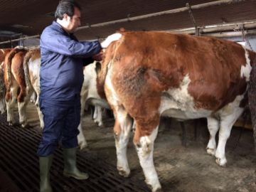 DAS PROJEKT TRÄCHTIGER FÄRSEN VON BALIKESIR HAYKOOP WIRD ERFOLGREICH WEITERGEFÜHRT.