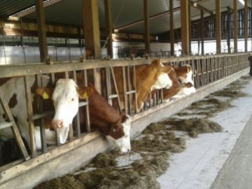 DIE AUSLIEFERUNGEN VON TRÄCHTIGEN FÄRSEN AN ESKISEHIR HAYKOOP WURDE DURCHGEFÜHRT.