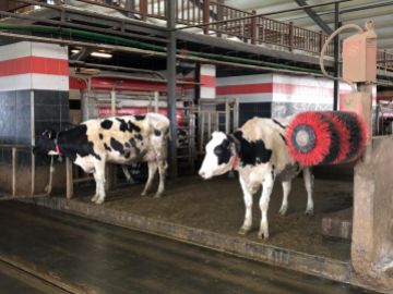 DIE TRION FARM BEVORZUGTE DIE NSE EXPERTISE BEIM ANKAUF VON TRÄCHTIGEN TIEREN