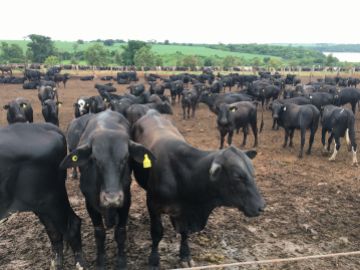 DIE BRASILIANISCHEN BRANGUSSE GEFIELEN UNSEREN MASTBETRIEBEN BESONDERS GUT
