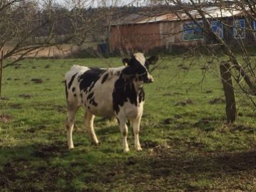 GAIA FARM CHOOSES NSE EXPERTISE IN BREEDING ANIMAL PROCUREMENT