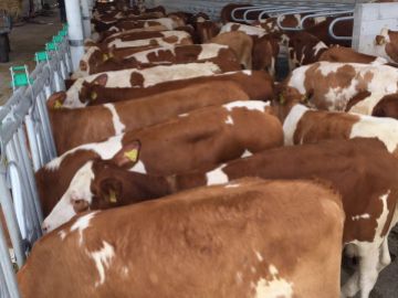 ODTIM CONSTRUCTION HAS CHOSEN NSE EXPERTISE IN BREEDING ANIMAL PROCUREMENT