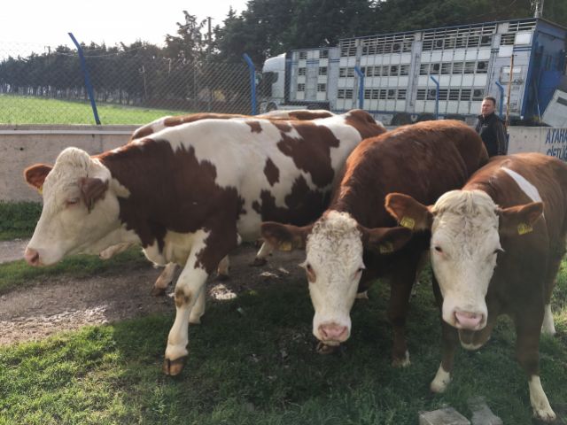 SUPPLY OF PREGNANT HEIFERS