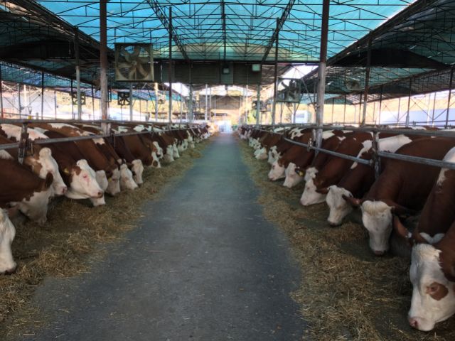 HEIFER FARM (DISEASE-FREE)