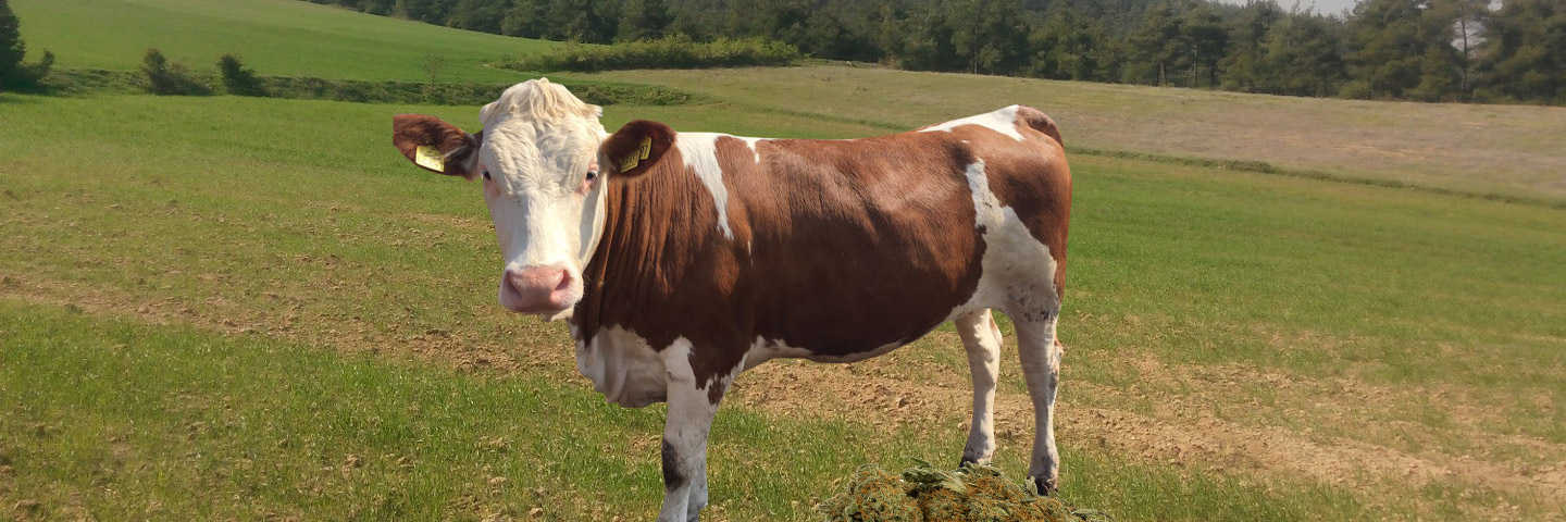 PREGNANT HEIFER